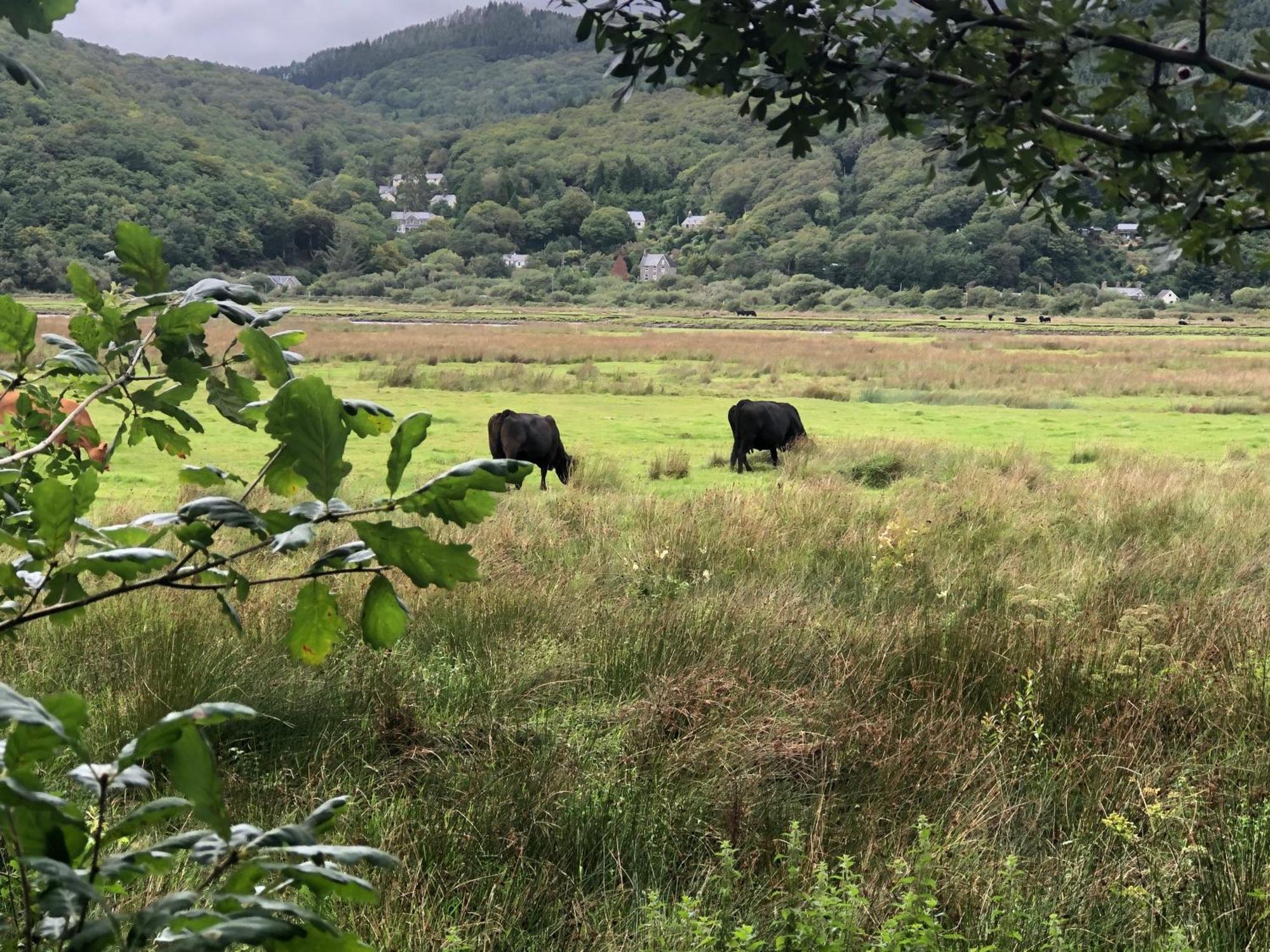 Snowdonia Mawddach Escape Villa Dolgellau Eksteriør bilde
